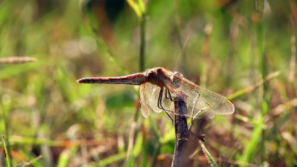 Red Dragonfly