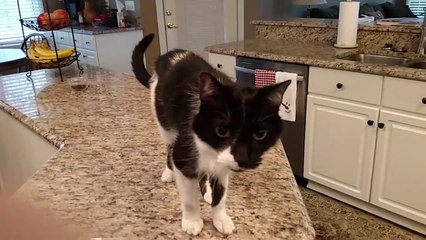Conhece o gato tem um miar parecido com a voz do Morgan Freeman