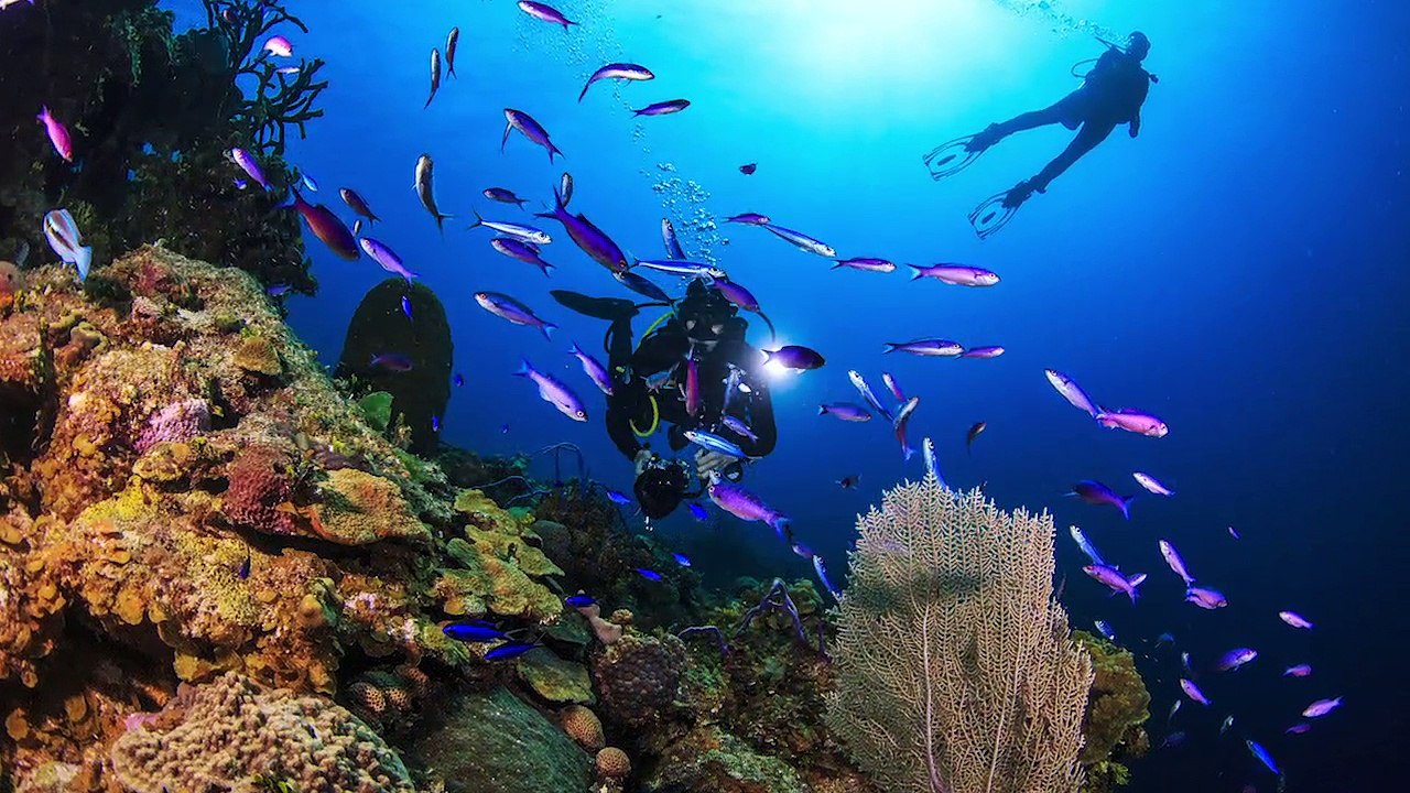 Scuba Dive the Islands of the Bahamas
