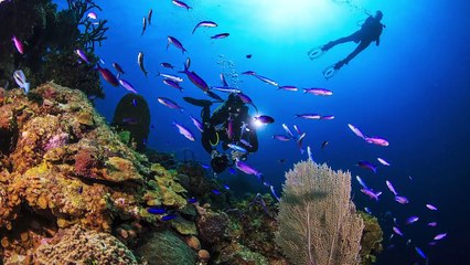 Scuba Dive the Islands of the Bahamas