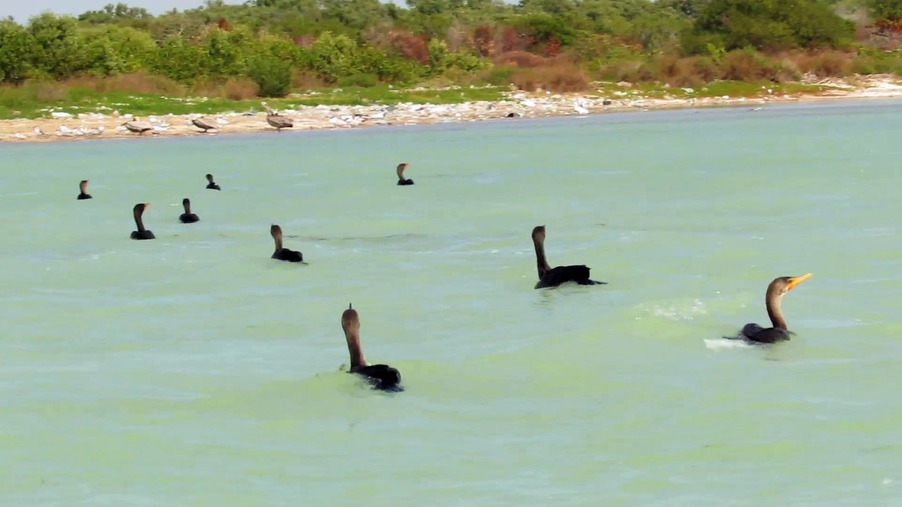 Pelicans & Cormorants