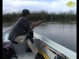 Crazy Fish silure
