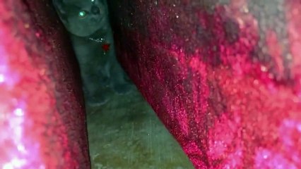 Kitten Frightened of Thunder