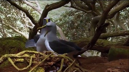 When Crazy Animals Attack Big Birds Attack  Best Funny Animals
