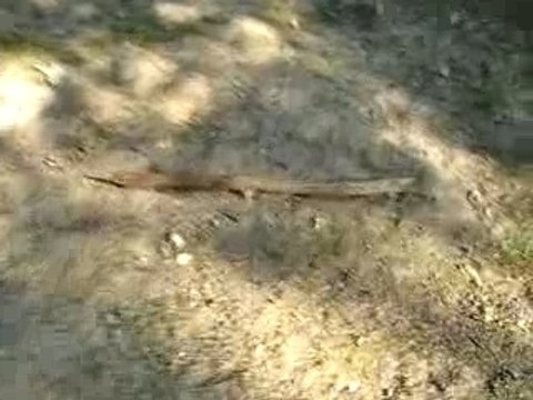 billig avec son baton dans les bois :)