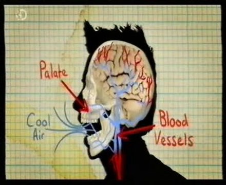 Neuronas espejo: Bostezos contagiosos (Enfriar el cerebro)