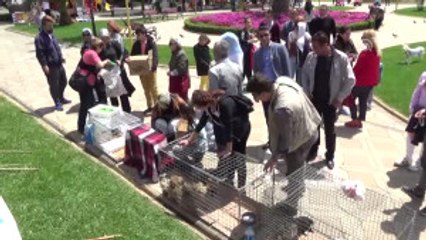 Yavru Kedi ve Köpekler Sahiplendirildi