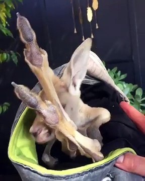 Pieds géants d'un Bébé Kangourou abandonné !