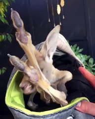 Pieds géants d'un Bébé Kangourou abandonné !