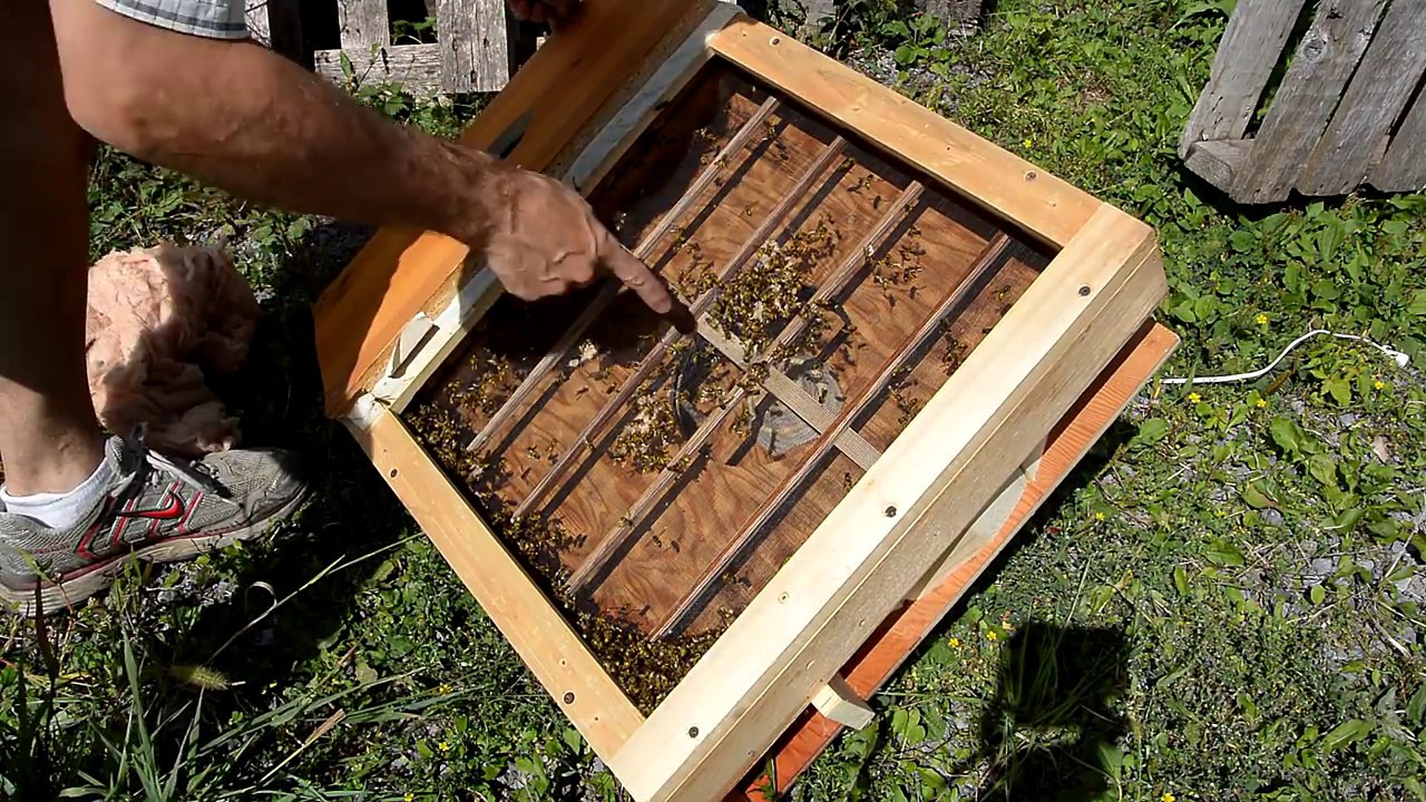 Il aspire des centaines de guêpes avec cette machine !