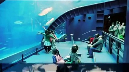 voilà pourquoi on ne peut pas mettre de requin blanc dans un aquarium