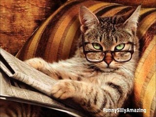 15 Fascinating Little Known Cat Facts ★★★-S2uAqZb7ClI