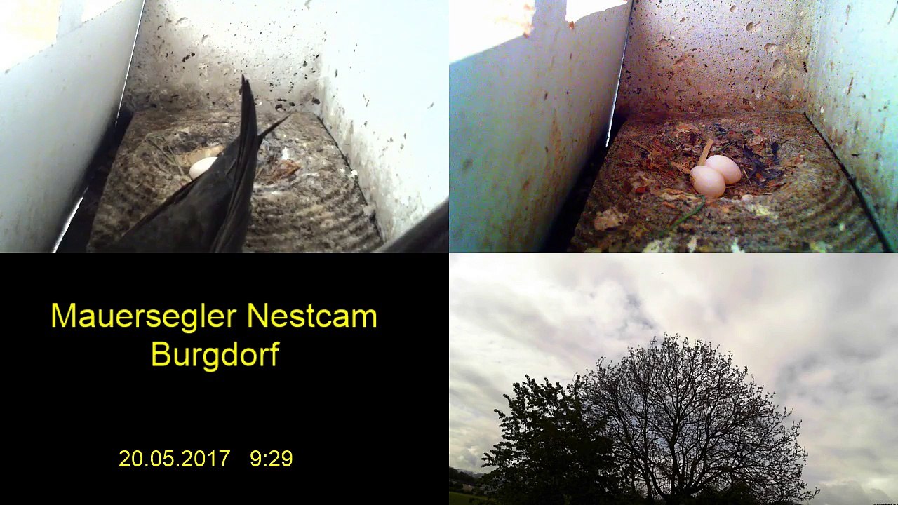 Mauersegler Nestcam 2017 - 20. Mai 9:20