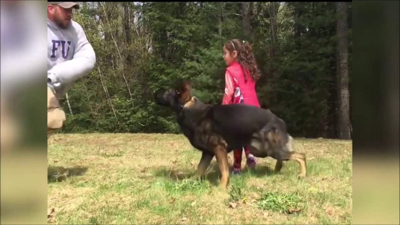 Ce chien est dressé pour protéger les enfants... Incroyable