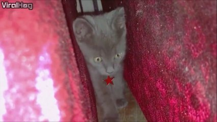 Un chat tellement chelou... mais trop chou
