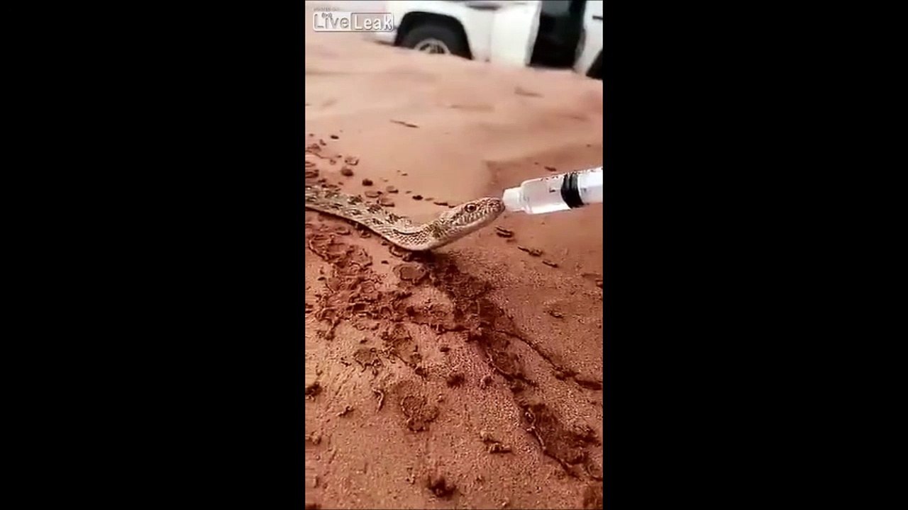 Ce gars donne à boire à un serpent assoiffé au milieu du désert