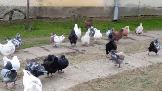 duck shape pigeons - King galambok, King pigeons