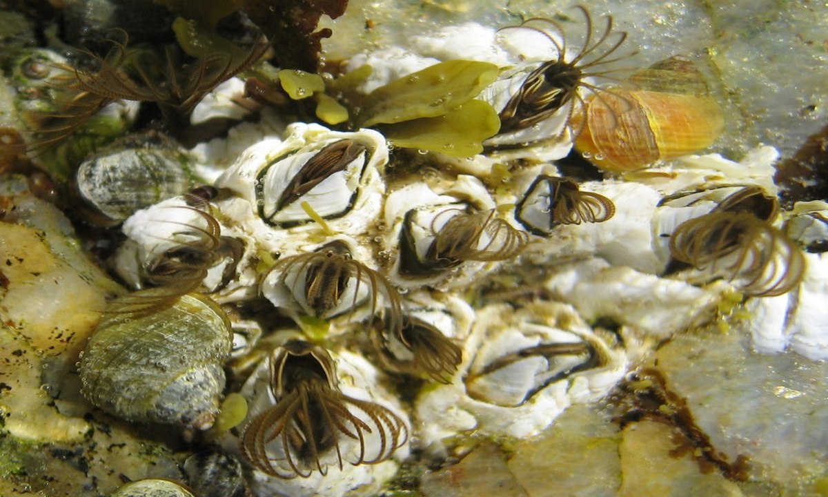 Semibalanus balanoides (Barnacle)