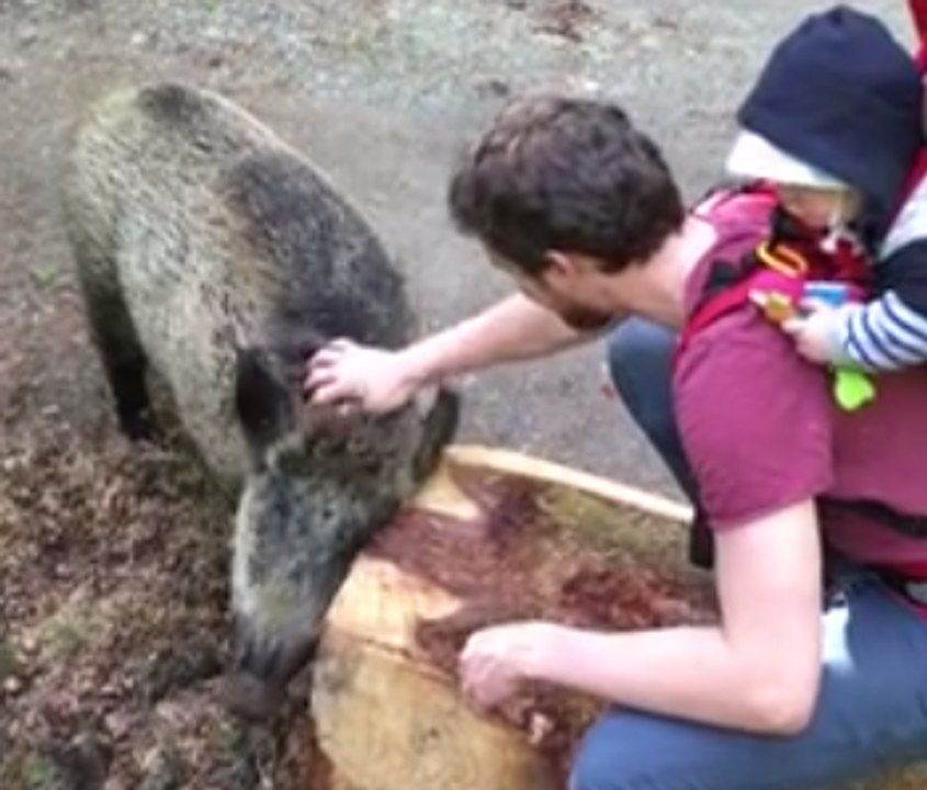 Family Has Close Encounter With a Friendly Wild Boar