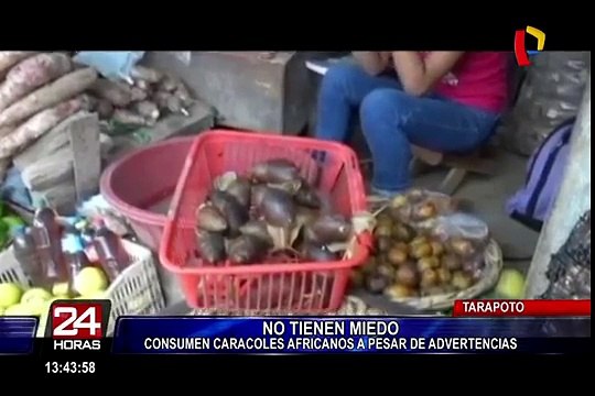 En Tarapoto se consumen caracoles africanos a pesar de advertencias