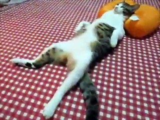 Такие чудные коты, такого я еще не видел...