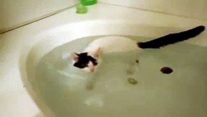 Кот который любит воду!(380)