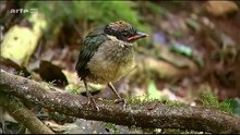 Au cœur des forêts humides :superbe