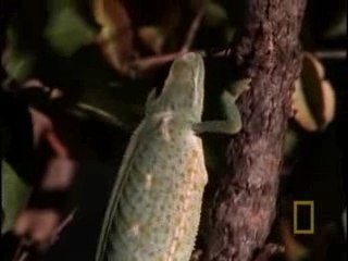 Boomslang v. Chameleon