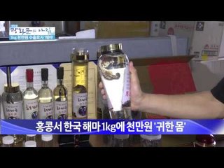 1kg 천만원 수출효자 해마 [광화문의 아침] 17회 20150630
