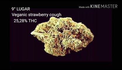 TOP 10 Cannabis Com Mais THC No MUNDO Marijuana Mais Potentes Maconha Natural #13 ( GORDÃO THC ) )