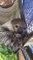 Texas Zoo Introduces Sadie, a Linnaeus’ Two-Toed Sloth