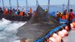 Levantá de atunes mira como levantan miles de atunes gigantes guau