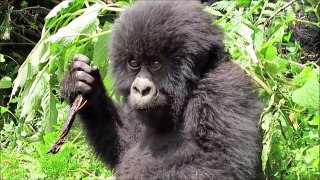 GORILLAS Pranking HUMANS 2017 [Funny Pets]