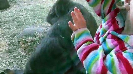 Gorillas show Human expressions and behaviors - by Kevin Hunter