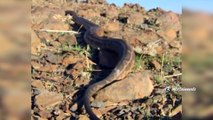 The Reptiles of the Desert _ Unseen Videos of Monitor Lizard, Snake, Cobra  (2)