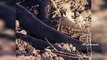 The Reptiles of the Desert _ Unseen Videos of Monitor Lizard, Snake, Cobra  (6)