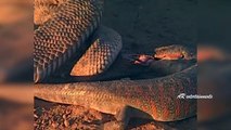 The Reptiles of the Desert _ Unseen Videos of Monitor Lizard, Snake, Cobra  (7)