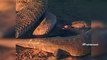 The Reptiles of the Desert _ Unseen Videos of Monitor Lizard, Snake, Cobra  (7)