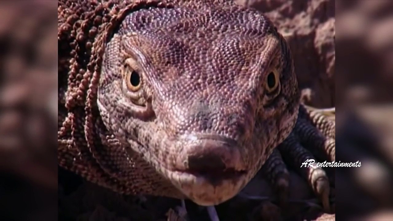 The Reptiles of the Desert _ Unseen Videos of Monitor Lizard, Snake, Cobra