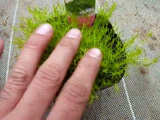 サギナ アイリッシュモスの育て方 Video Dailymotion