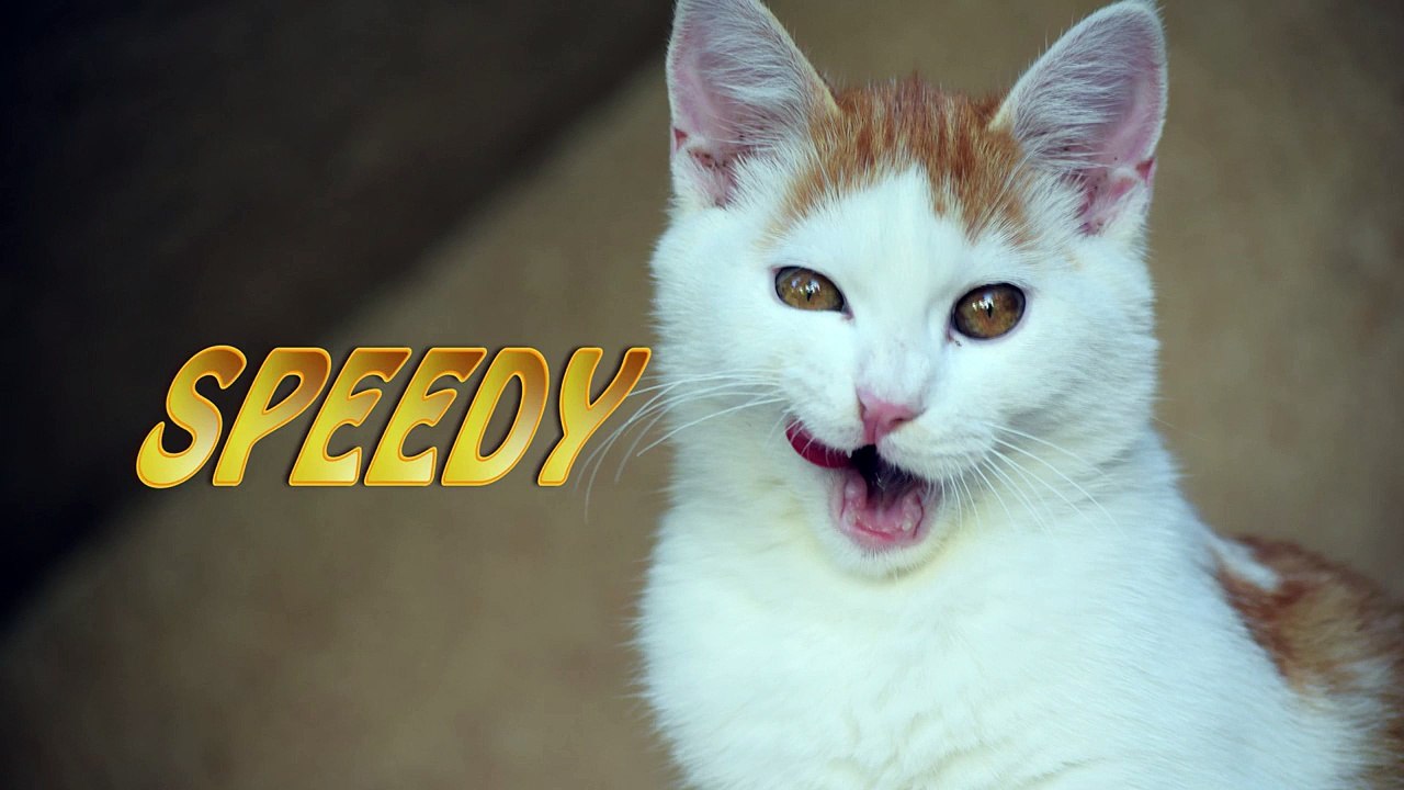 Funny cat video Speedy is dancing Tango