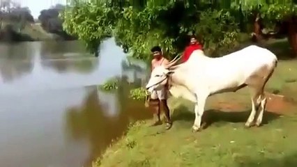 Бык, который любит драйв