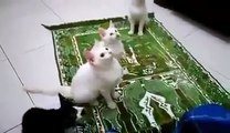 Recites Of ALLAH By Cats...