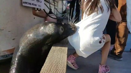 Un lion de mer jette une petite fille dans l'eau