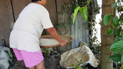 See How Rice is Treshed, The Traditional Way - Pounding Rice is Fun 4/4