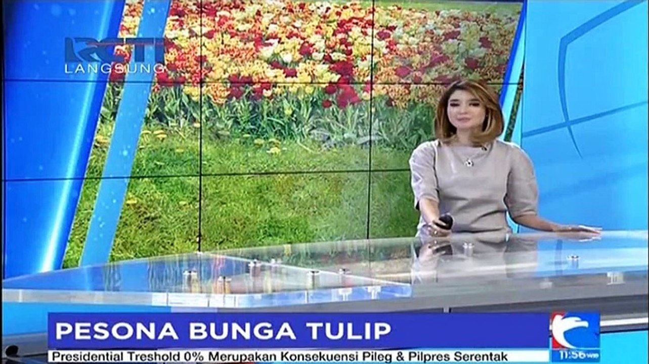 Indahnya... Pesona Bunga Tulip Aneka Warna yang Mekar