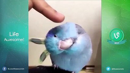 Top Best Funny Animals Vines Compilation 2016 _ The Best Vines 2016