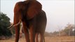 ElephaWild Animals Video for Children - Elephants Playing