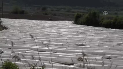 Çanakkale Domatesinde Yüksek Rekolte Beklentisi - Çanakkale