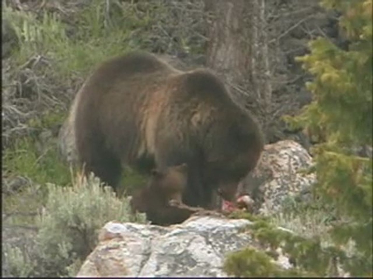 ⁣NATURE | The Good, The Bad, and the Grizzly | On the Hunt |